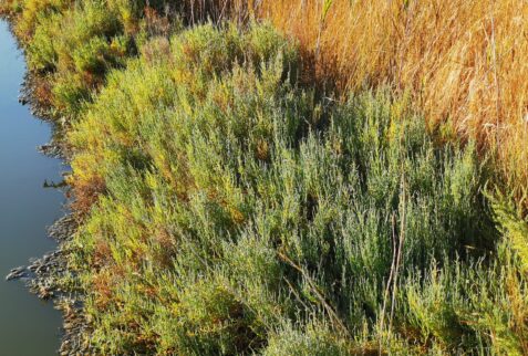 Cervia salt pan - Salicornia plant, one of the few living species to survive in the salt pans - In ancient times it was used by the poor instead of salt - BBOfItaly