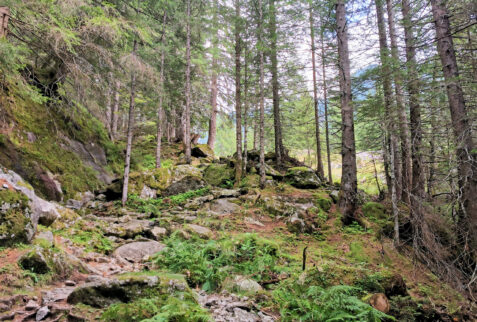 From Bivacco Kima to Val di Mello - In the forest close to the bottom of Val di Mello - BBOfItaly