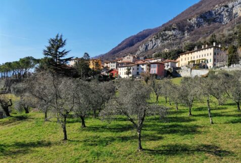 Greenway Lago Como - Olive trees - BBofItaly