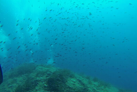 La torretta dive 01 - Crystalline water allow a wonderful view - BBofitaly