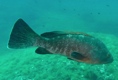 L'altare - Portofino promontory - Big grouper - BBOfItaly