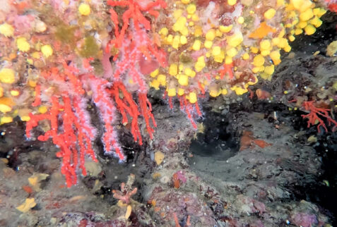 L'altare - Portofino promontory - Red coral branches - BBOfItaly