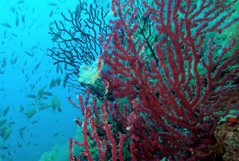 L'altare - Portofino promontory - Red gorgonians with fishes - BBOfItaly