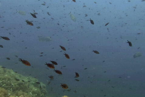 L'altare - Portofino promontory - Schools of fish - BBOfItaly