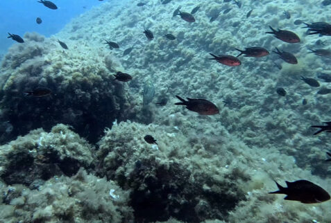 L'altare - Portofino promontory - Shoal of damelfish - BBOfItaly