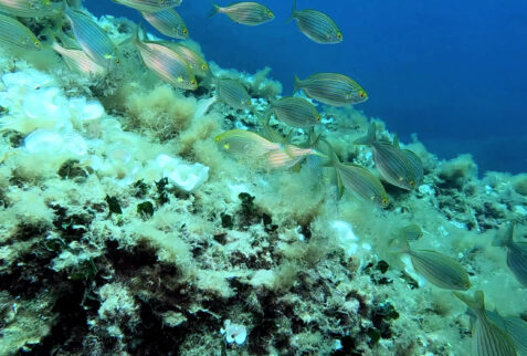 L'altare - Portofino promontory - Shoal of salpe - BBOfItaly