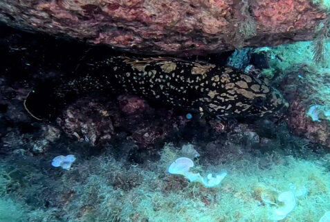 L'altare - Portofino promontory - Sleeping grouper - BBOfItaly