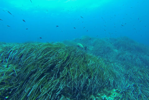 Pianosa Boa SP3 01 - Grouper with Posidonia - BBofitaly