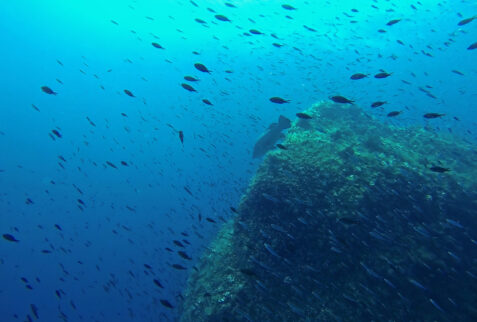 Pianosa Boa SP3 03 - Big grouper surrounded by fishes - BBofitaly