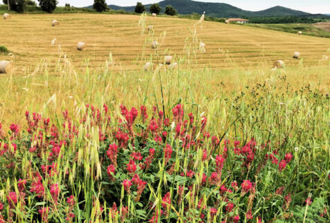 Agriturismo Il Raduno - landscape and environment