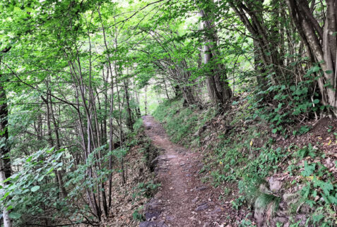 Alpe Deleguaggio - Major part of the path is in the forest