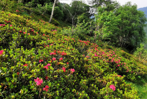 Alpe Deleguaggio – the last part of the path to Alpe goes through fantastic Rododendri