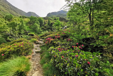 Alpe Deleguaggio – last part of the path to Alpe