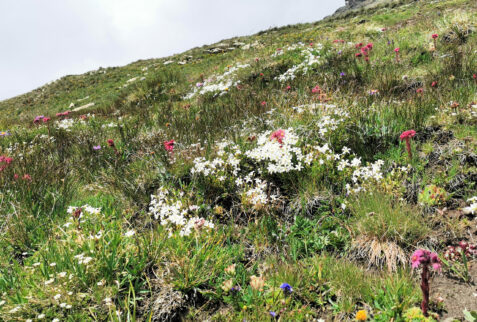 Lago Nero – bunches of spectacular flowers cover high altitude meadows