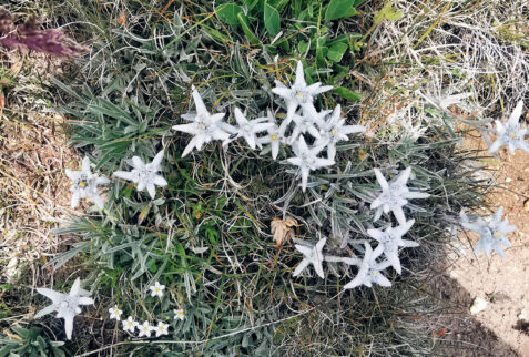 Lago Nero – a bunch of very rare Stelle Alpine