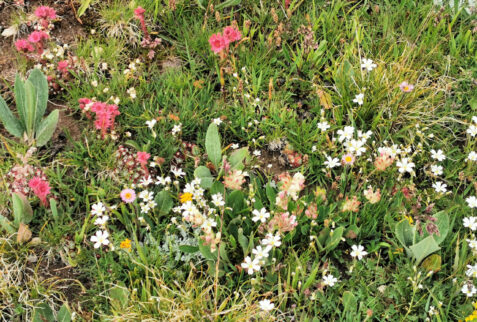 Lago Nero – little but super coloured flowers close to Lago Nero