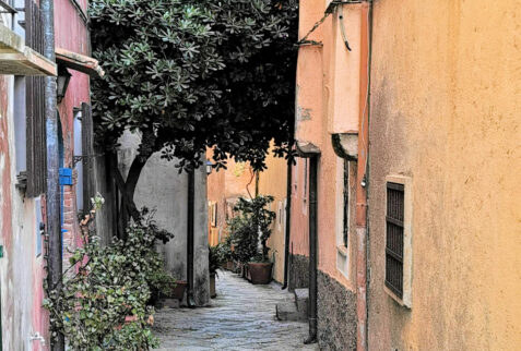 Porto Ercole – a tree is taking room in the alley