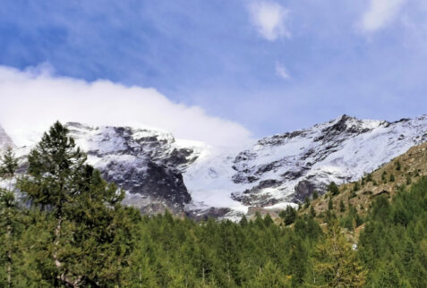 Val d’Ayas Monte Rosa – a tongue of Grande Ghiacciaio di Verra comes down towards the big pines forest