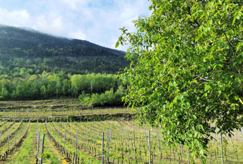 Turlin and Champailler – path starts from the vineyards of Pompiod village