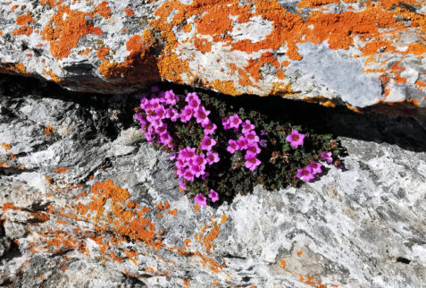 Punta Leysser – life in the crack of a rock