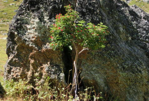 Rifugio degli Angeli – in the first part of the path a small example of strength and beauty of the nature – BBofItaly