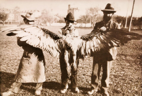 Castello di Saint Pierre – in the Regional Museum of Natural Sciences there are also old photos. Here one of them with a huge caught Gipeto – BBofItaly