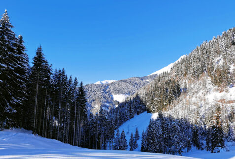 Piani dell’Avaro – very deep pine forests – BBofItaly