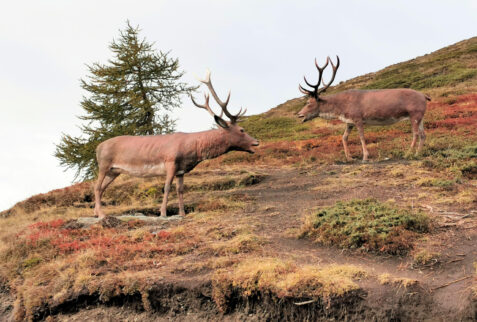 Fallere shelter – sculptures of two deers – BBofItaly