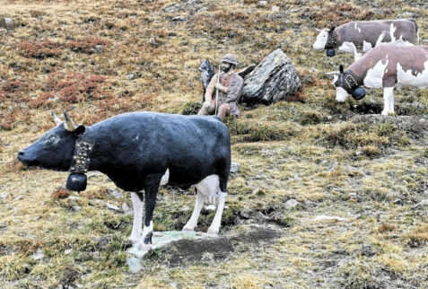 Fallere shelter – Sculpture of grazing cows – BBofItaly