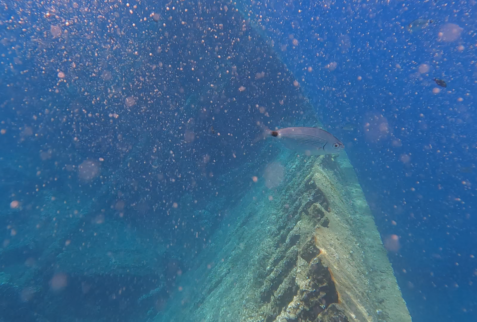 Pomonte wreck - A view of the foreside of the wreck - BBOfItaly.it