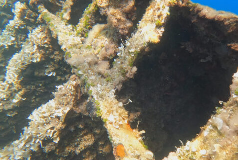 Pomonte wreck - Metal parts of the ship's side, colonized by marine life - BBOfItaly.it