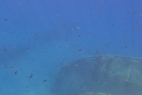 Pomonte wreck - The wreck surrounded by fishes - BBOfItaly.it