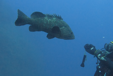 PIanosa Boa SP6 - A big grouper facing a scuba diver - BBOfItaly.it