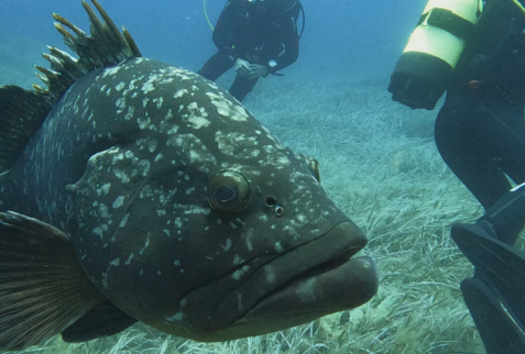 PIanosa Boa SP6 - A big grouper watching at the camera - BBOfItaly.it