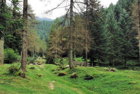 Valvarrone – fantastic pine forests along the dirt road to Bocchetta di Trona – BBofItaly