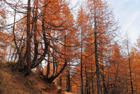 Testa Bernarda – path winds through a forest of yellow and orange pines – BBofItaly